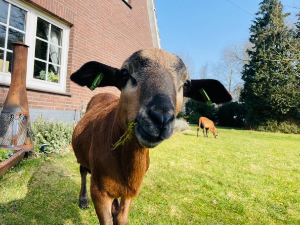 Blackbelly sheep