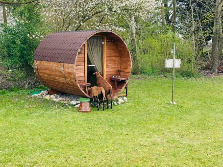 Blackbelly sheep bij sauna