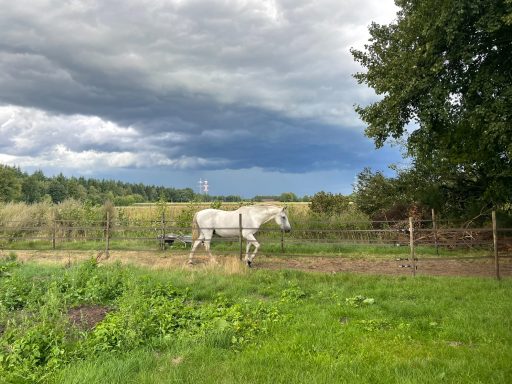 Een wit paard graast in een weiland onder een bewolkte hemel.