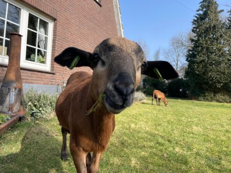 Blackbelly sheep Broer