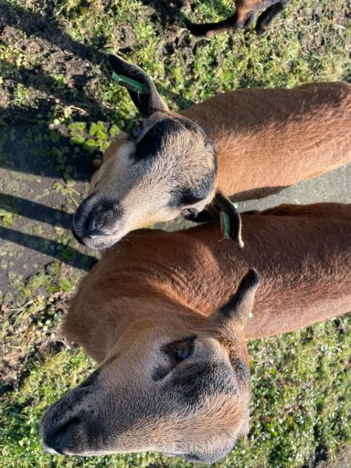 Twee schapen met bruin en zwart hoofd op gras.